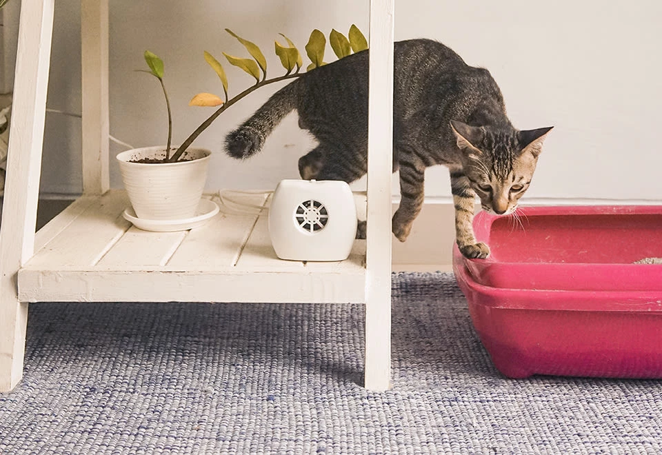 Discount π Negative Ion Generator by IonPacific LLC βοΈ - Image 7